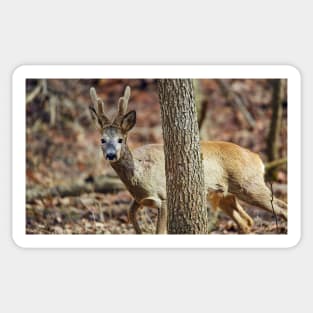 Roe buck in the forest Sticker